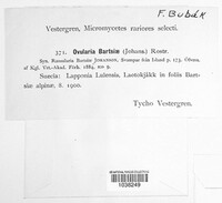 Ovularia bartsiae image